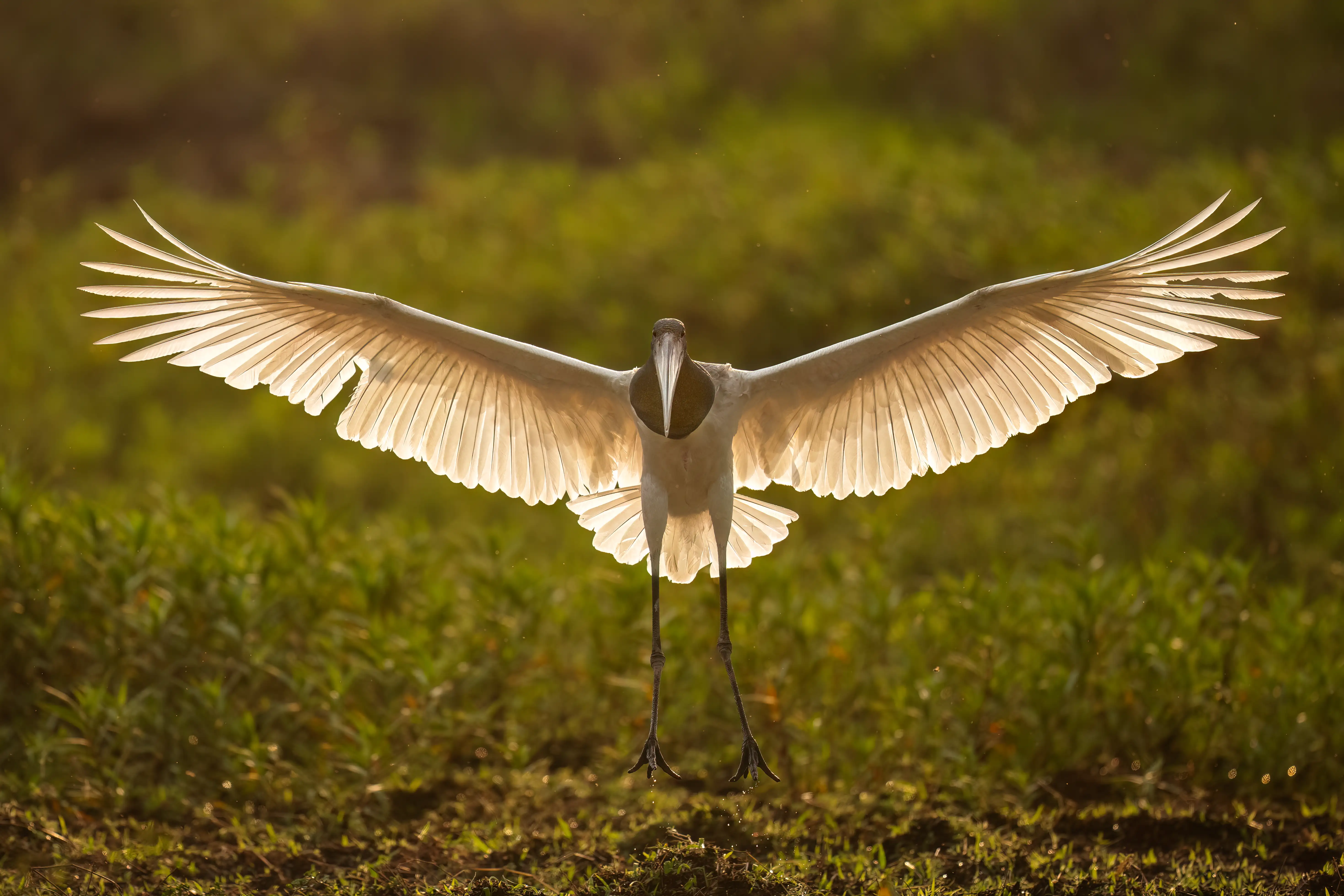 Pantanal Jaguar Expedition gallery image 29
